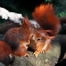 red squirrel
